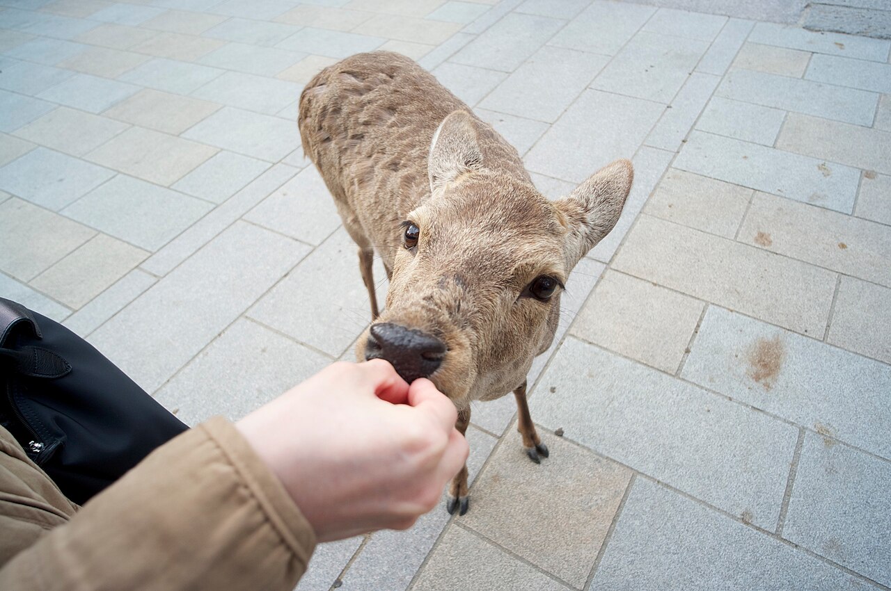 Nara, Japan