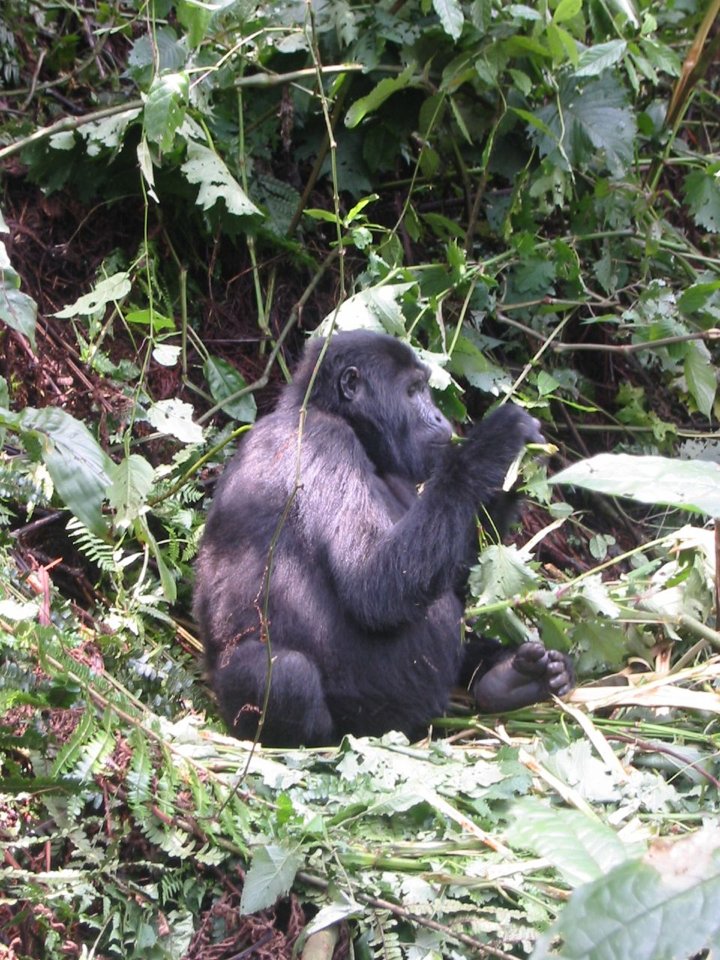 Bwindi Impenetrable National Park, Uganda