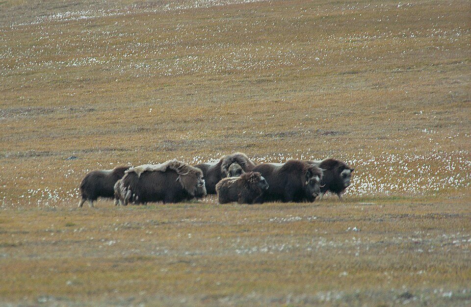 Northeast Greenland National Park, Greenland