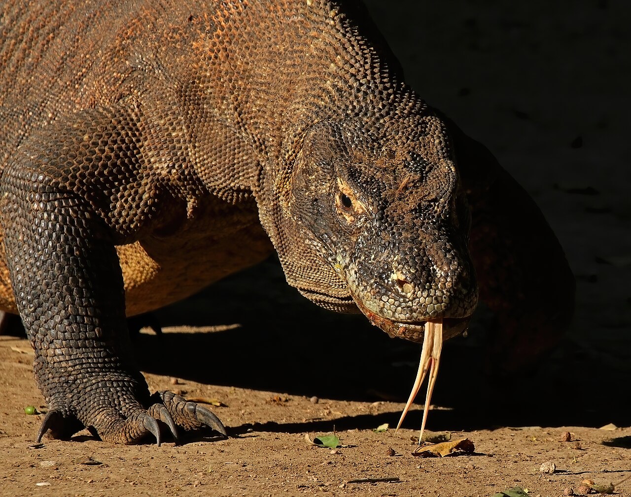 Komodo National Park, Indonesia