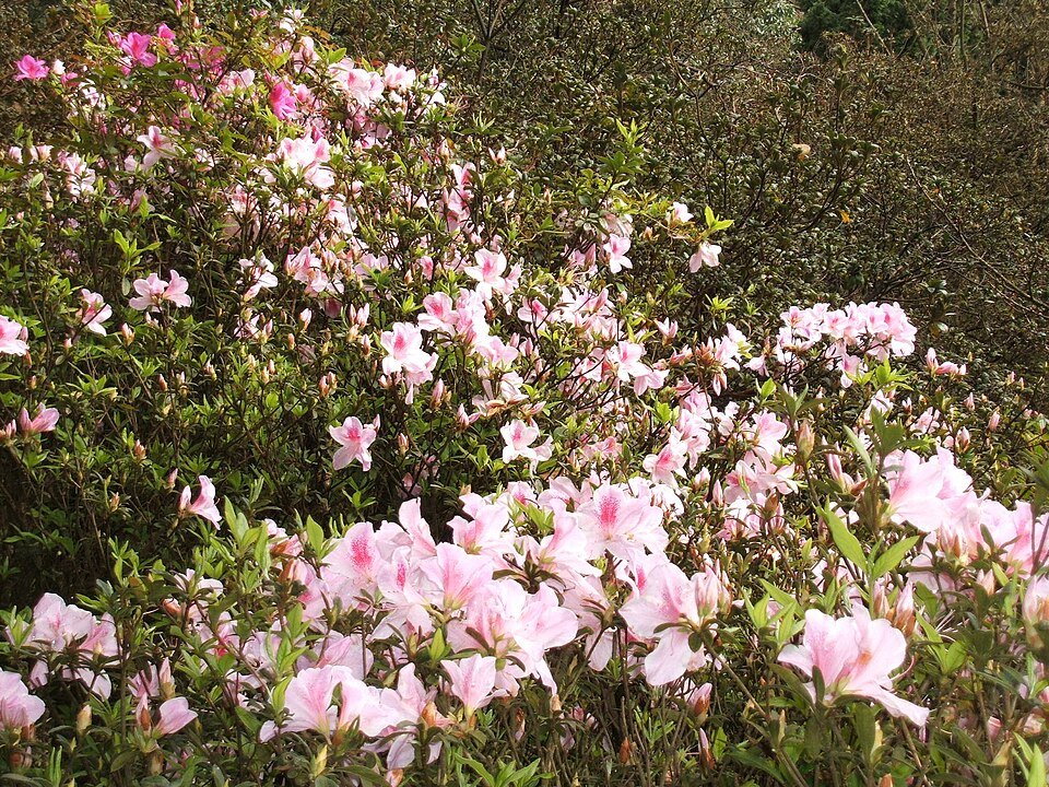 Yangmingshan National Park, Taiwan