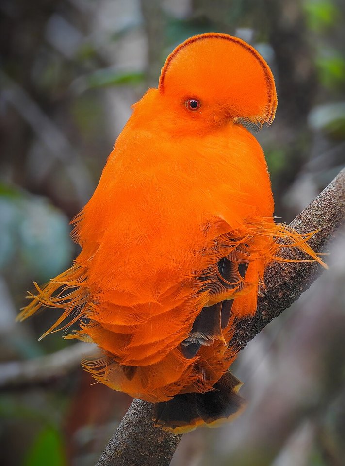 Kaieteur National Park, Guyana