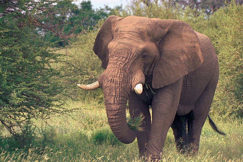 Northern Tuli Game Reserve, Botswana