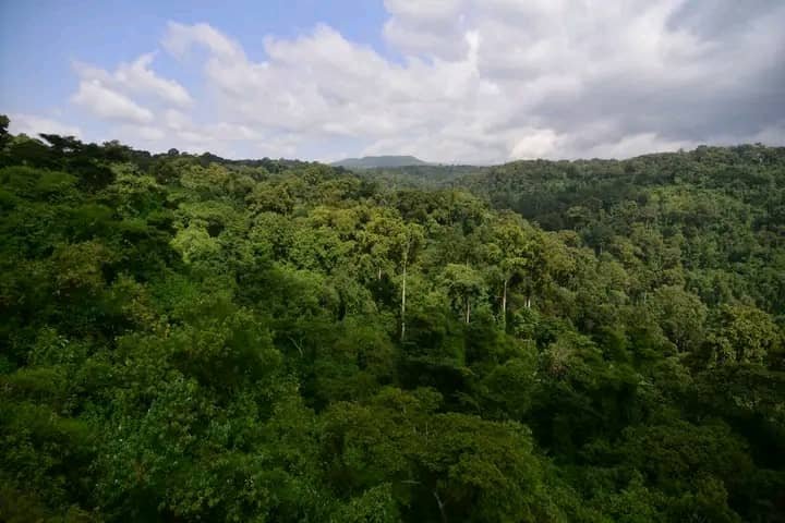 Kibira National Park, Burundi