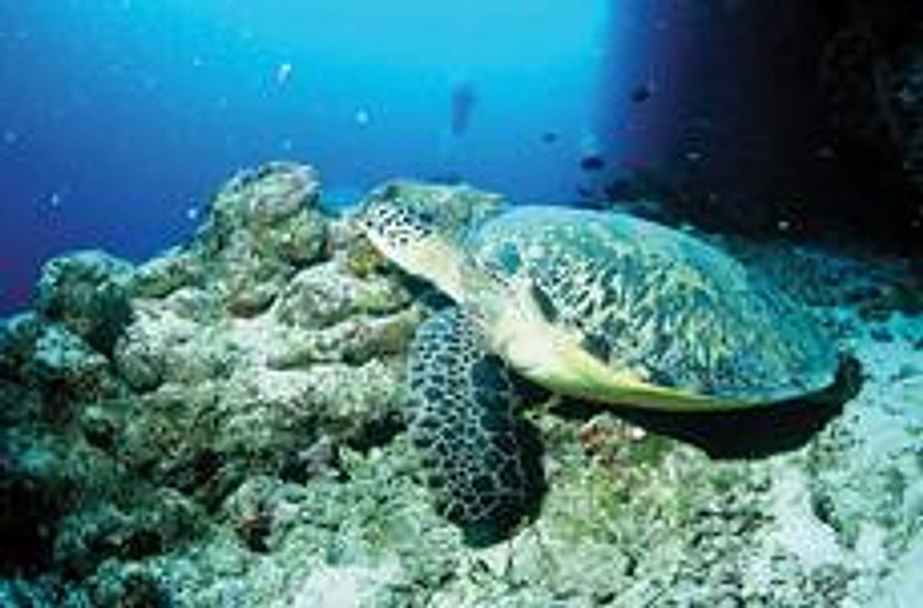 Dahlak Marine National Park, Eritrea