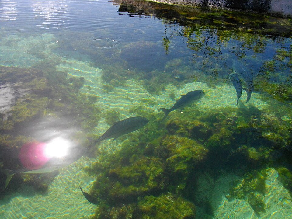 Koror, Palau