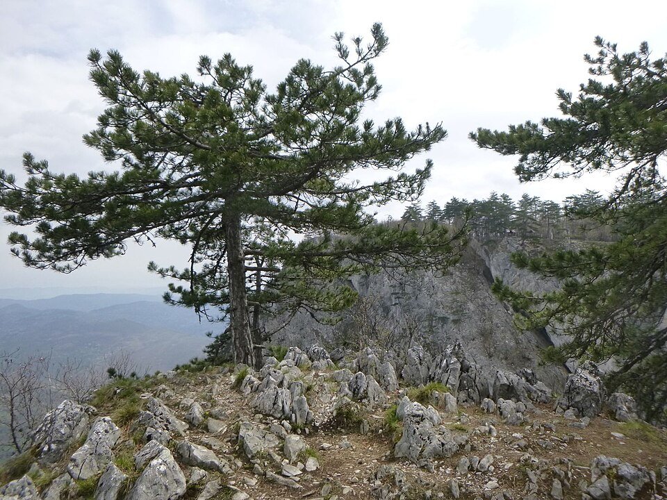 Tara National Park, Serbia