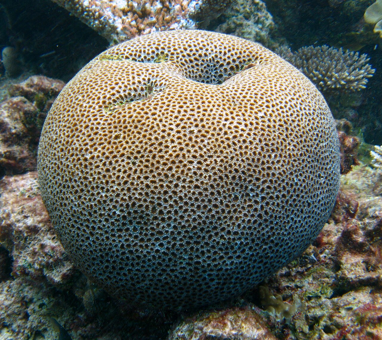 Great Barrier Reef, Australia