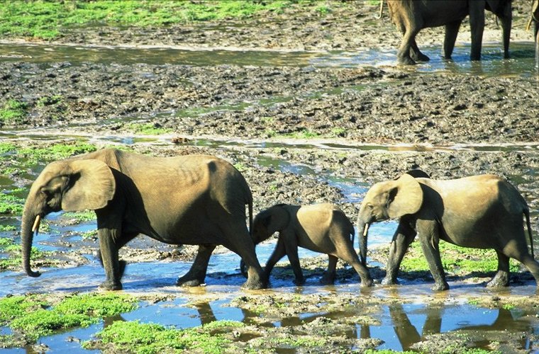 Dzanga-Sangha National Park, Central African Republic