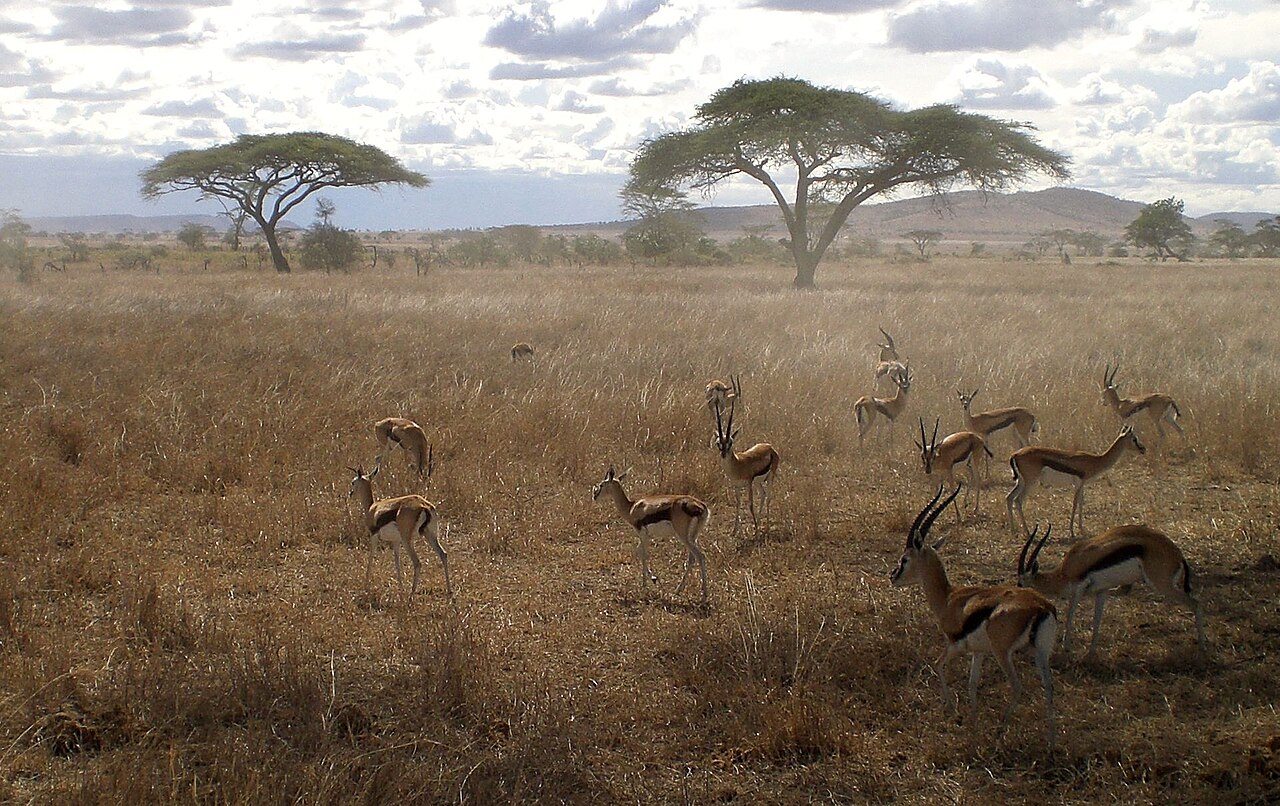 Serengeti, Tanzania
